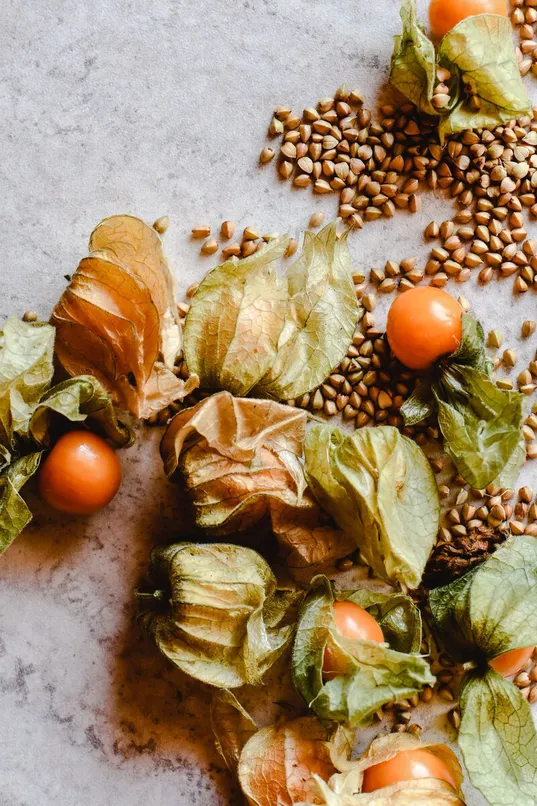 Ripe ashwagandha berries in their papery husks scattered on a pale marble surface