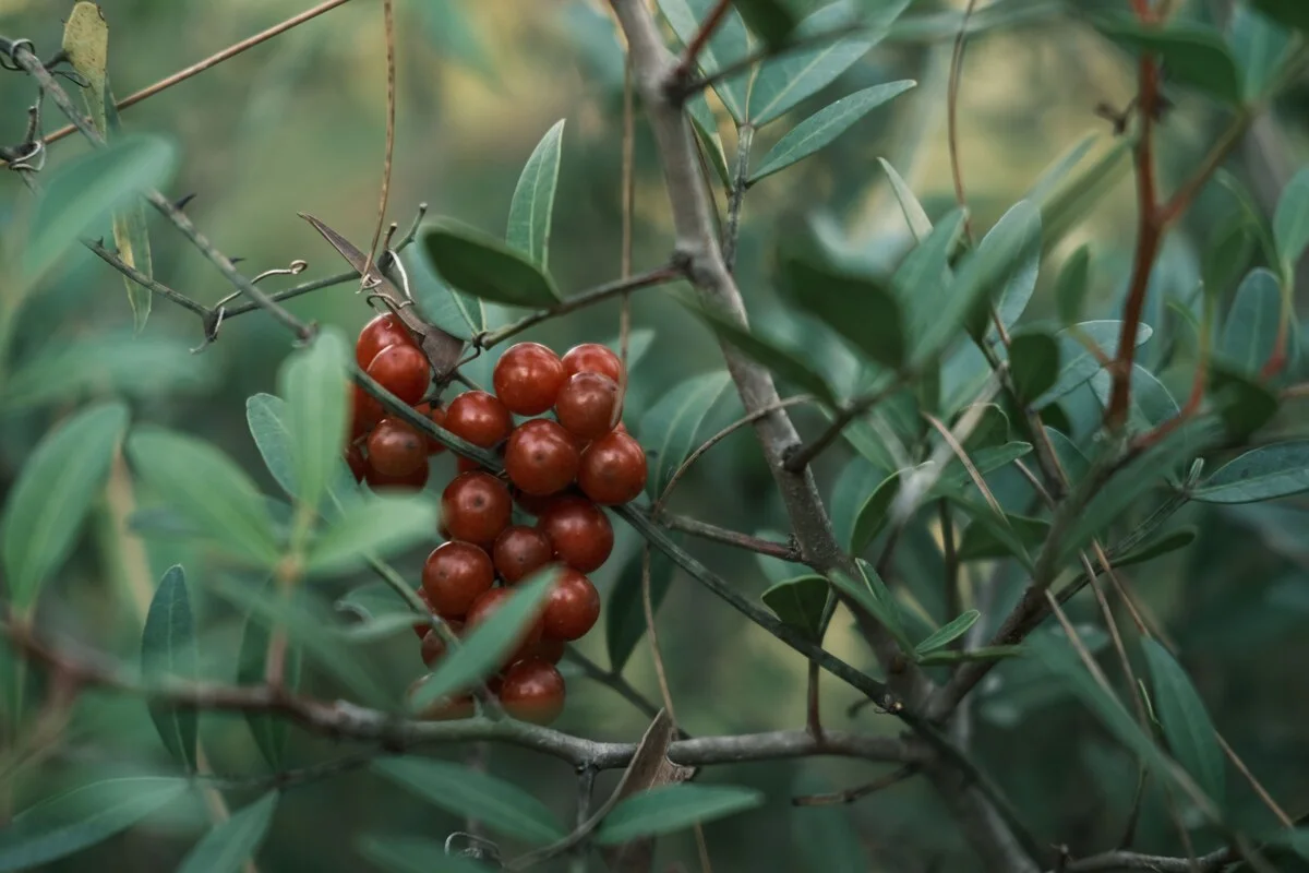 Clusters of small red catuaba berries on a thorny branch among grey-green leaves
