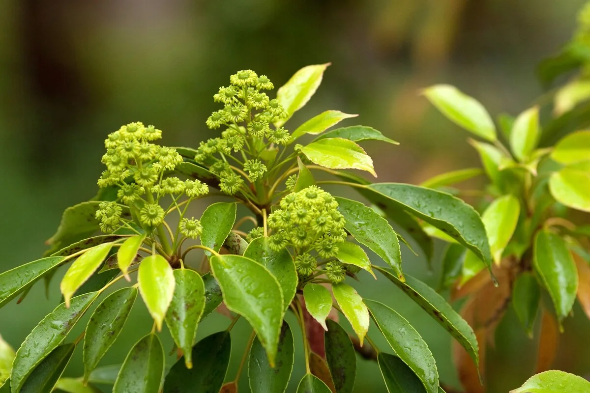 A muira puama shrub in flower, glossy leaves and clusters of small green blossom