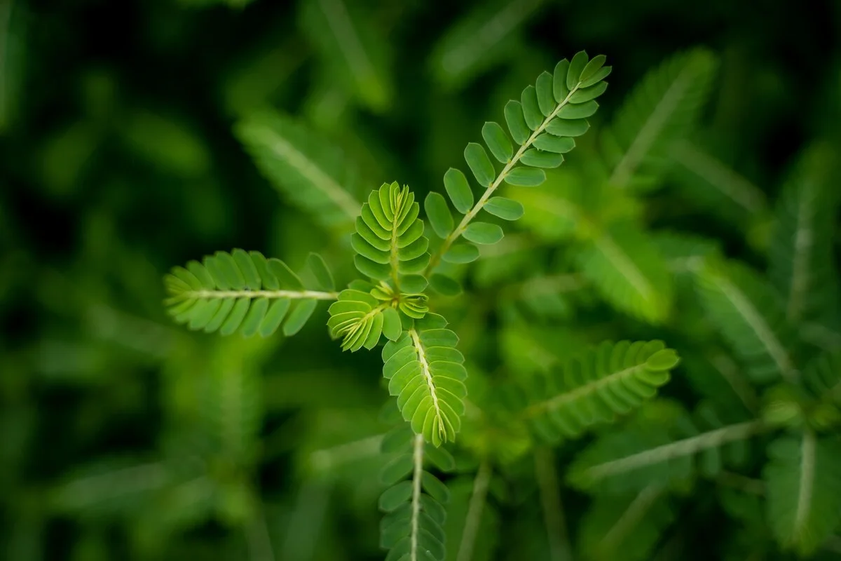 A low tribulus terrestris plant with fine paired leaflets spreading across damp ground